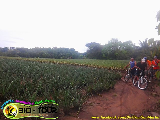 Cultivo de Piña